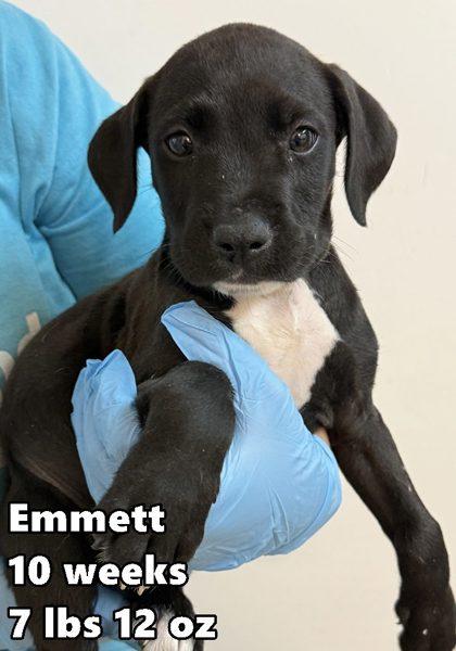 Emmett, ADOPTABLE, Young Male Retriever.