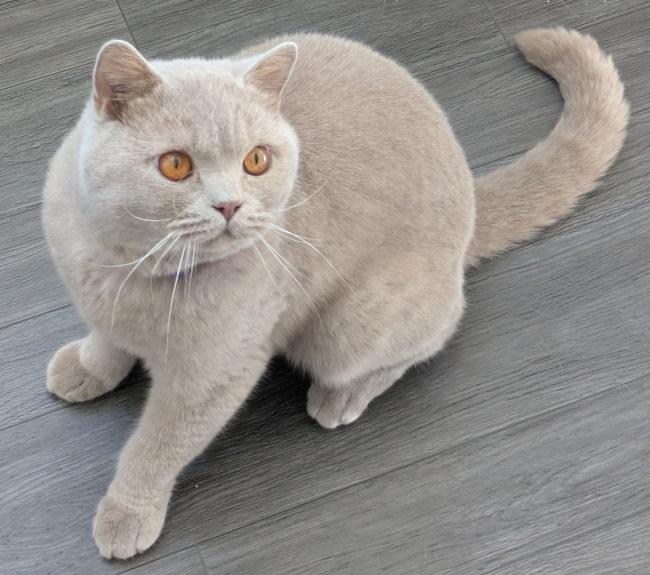 Enlarge BEAU, a Adoptable British Shorthair in Mequon, WI image 4/4