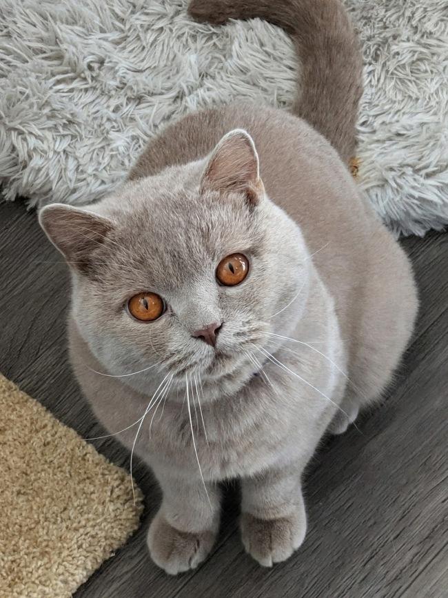 Enlarge BEAU, a Adoptable British Shorthair in Mequon, WI image 2/4