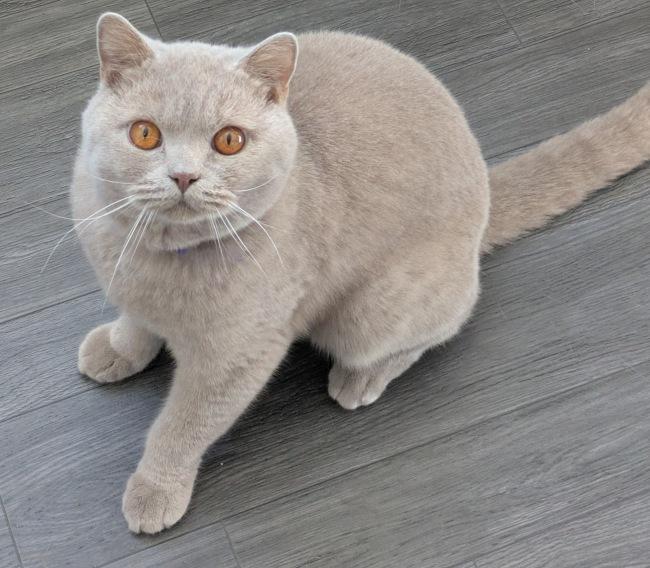 Enlarge BEAU, a Adoptable British Shorthair in Mequon, WI image 3/4