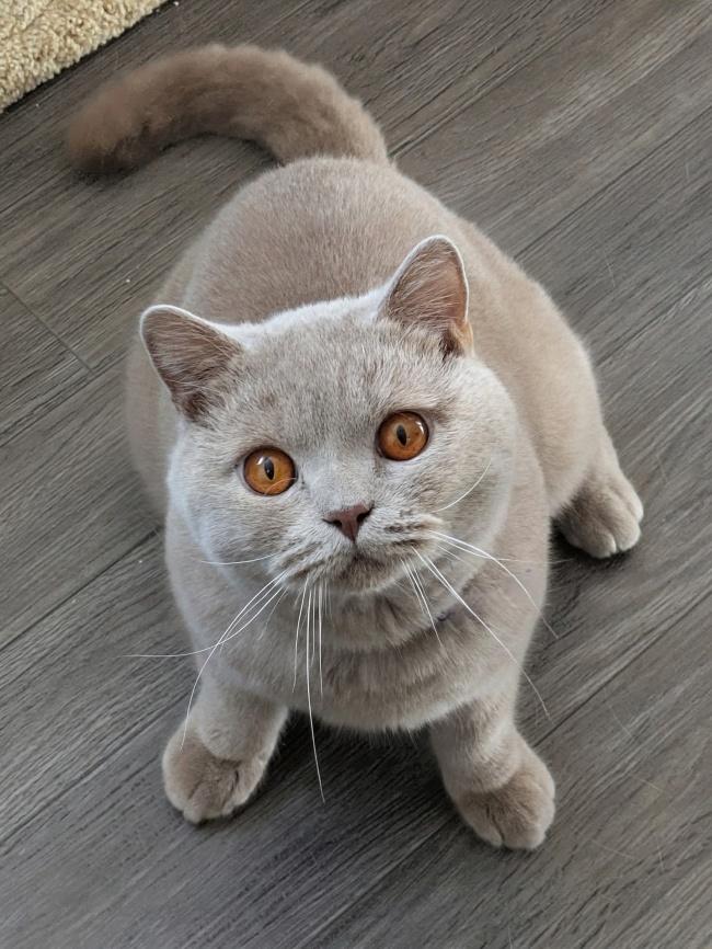 BEAU, Adoptable, Adult Male British Shorthair.