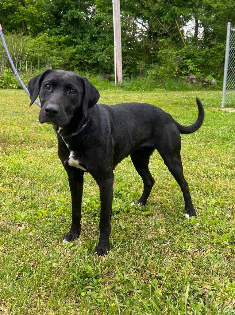 Enlarge Katie, a Adoptable mixed breed in Murray, KY image 1/4