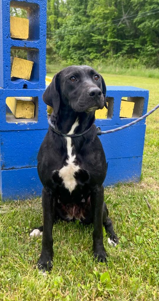 Enlarge Katie, a Adoptable mixed breed in Murray, KY image 2/4