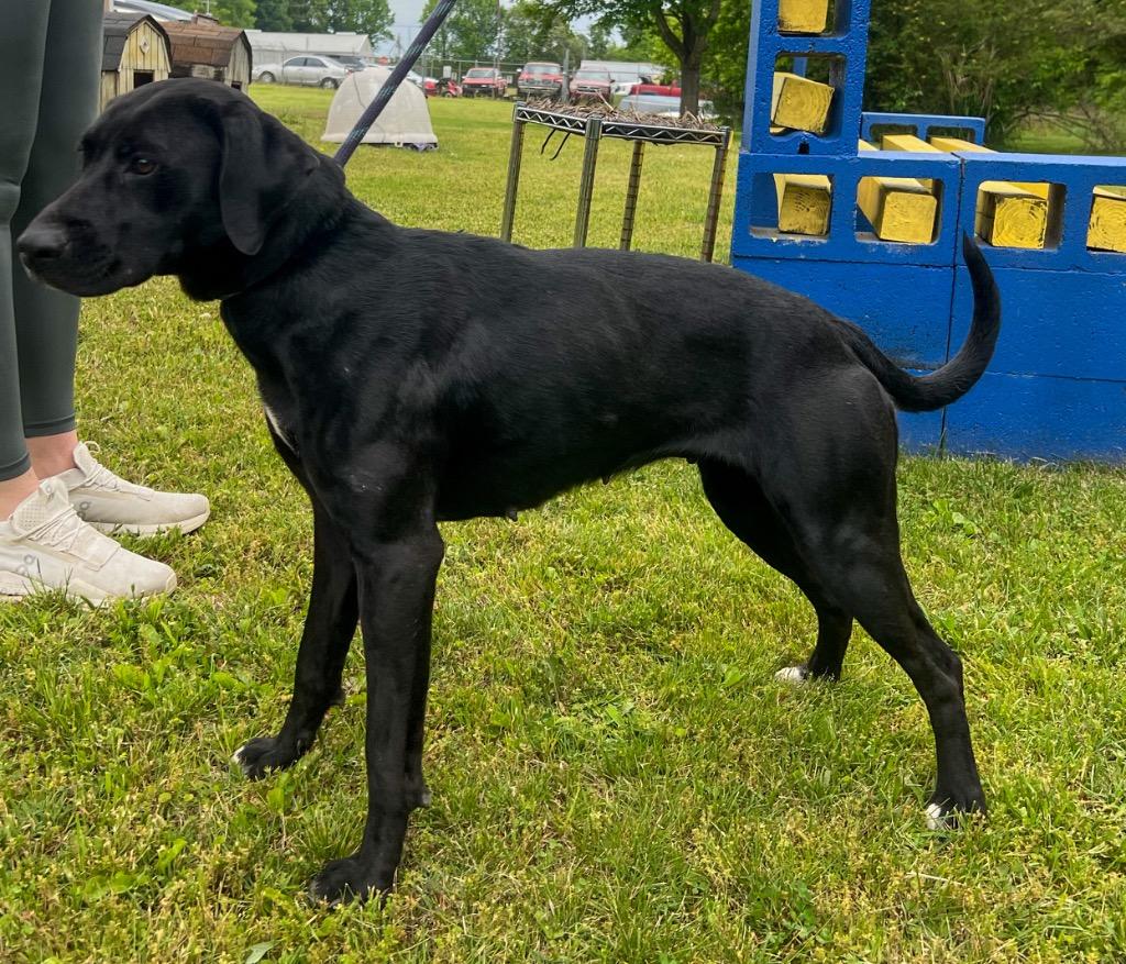 Enlarge Katie, a Adoptable mixed breed in Murray, KY image 3/4