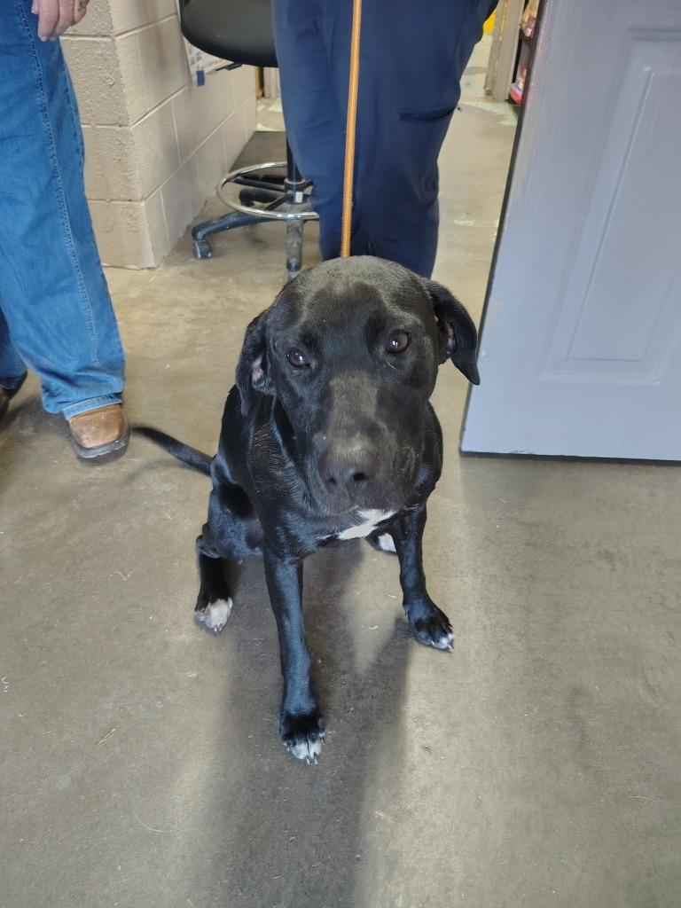 Enlarge Katie, a Adoptable mixed breed in Murray, KY image 4/4