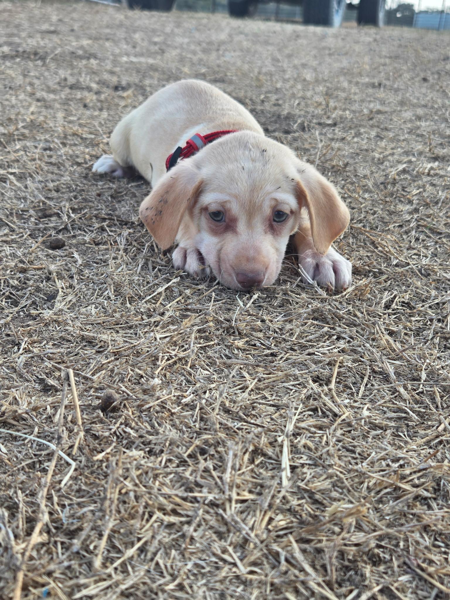 Honey, Adoptable, Puppy Female Chihuahua.
