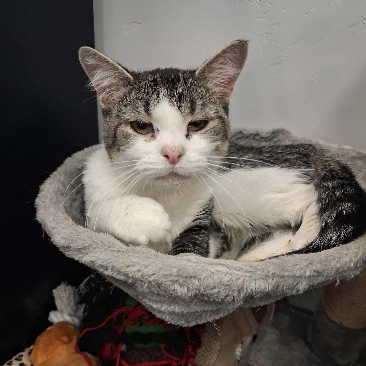 Enlarge Adira, a other Domestic Short Hair in Roosevelt, UT image 2/4