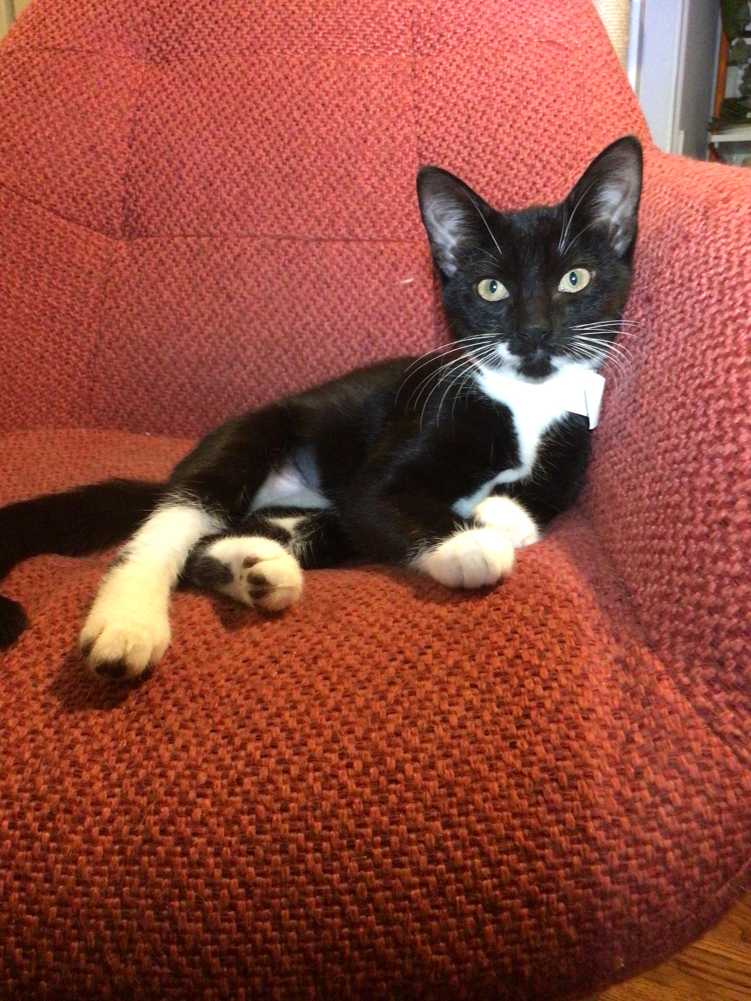 Nina, ADOPTABLE, Young Female American Shorthair.