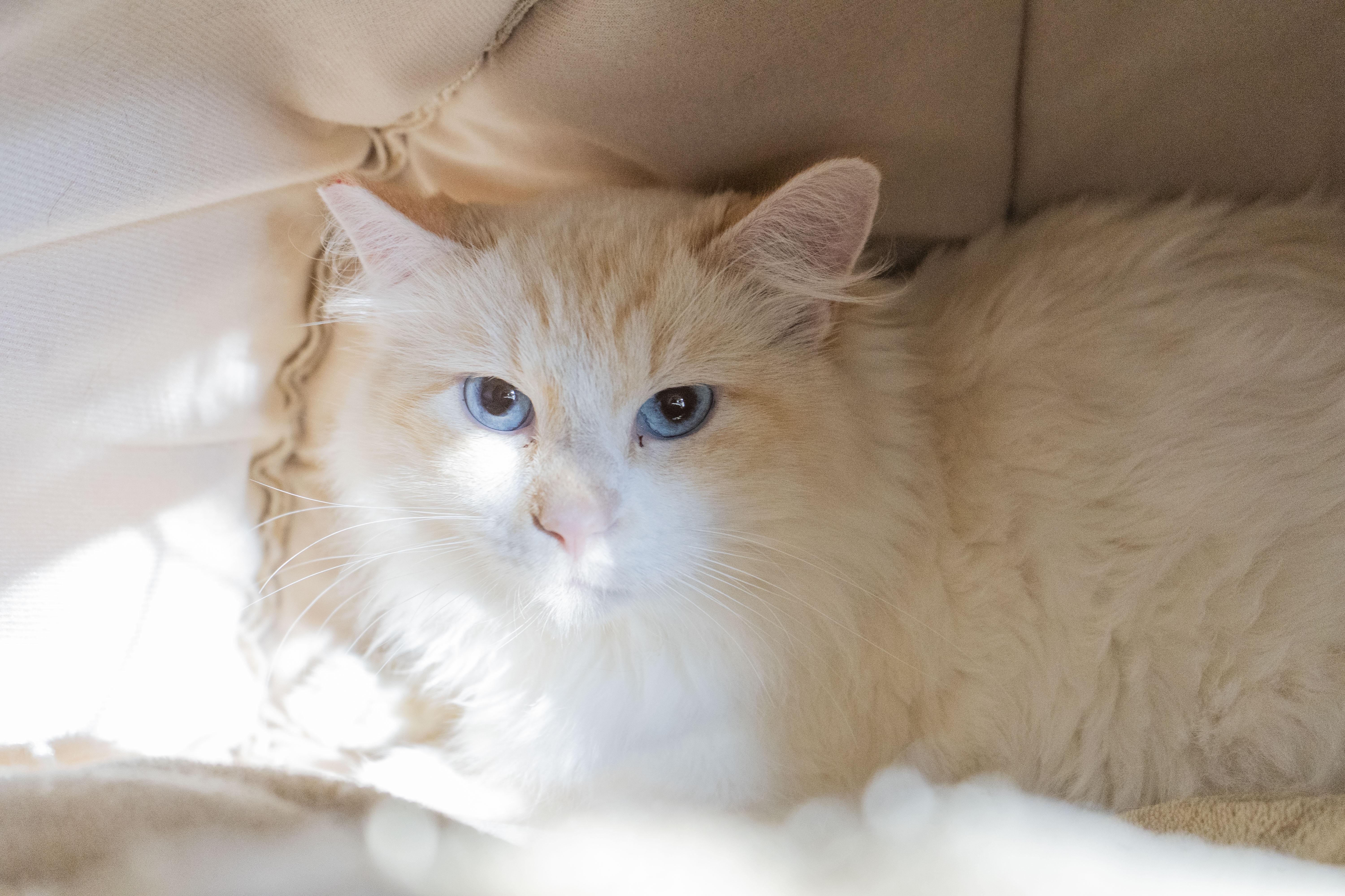 Cashmere, a Adoptable Domestic Long Hair in Boise, ID image 2/2