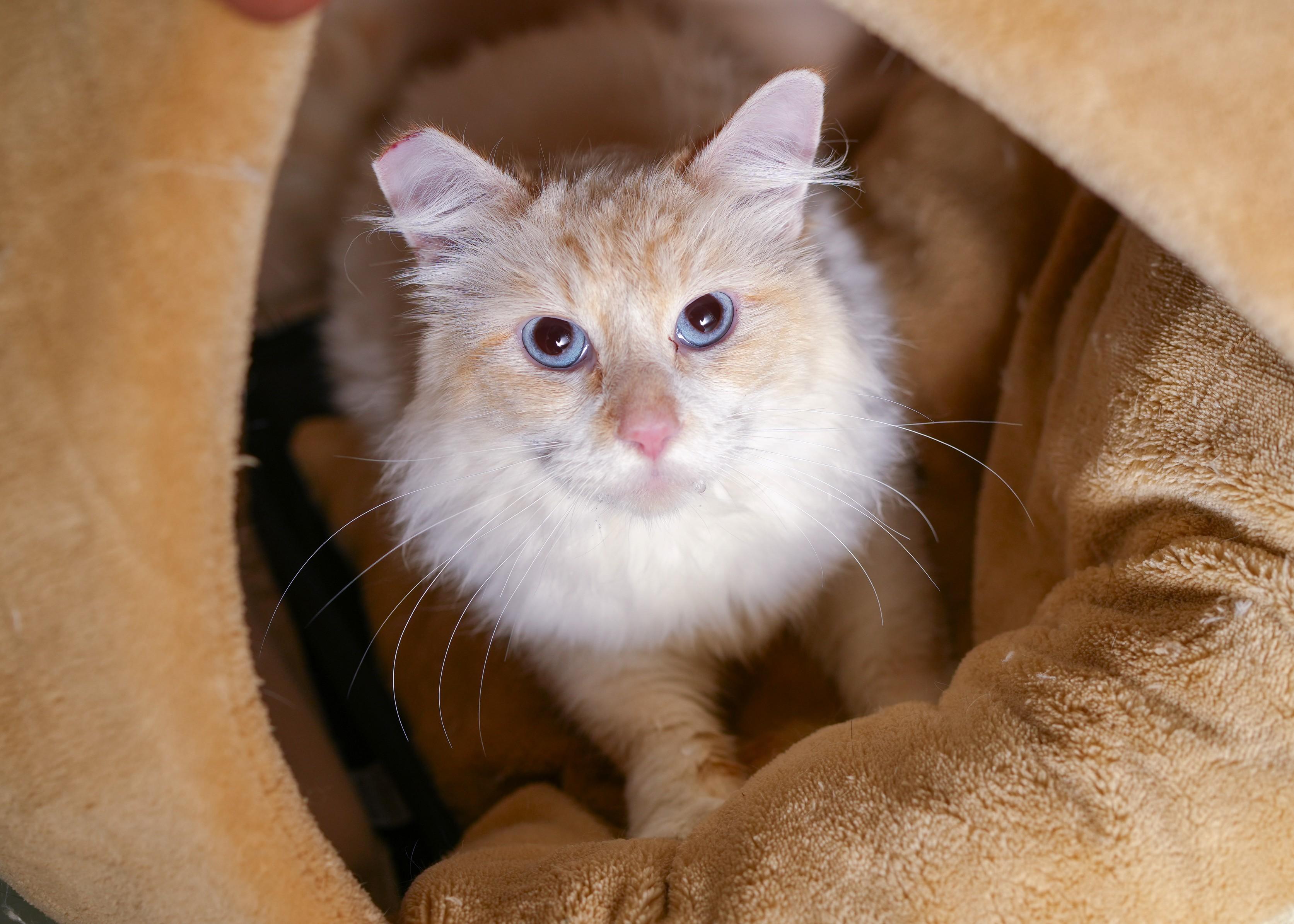 Cashmere, Adoptable, Adult Male Domestic Long Hair.