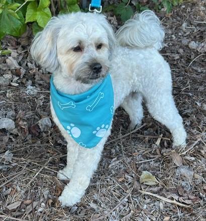 Enlarge FRANKIE, a ADOPTABLE mixed breed in Bell Gardens, CA image 2/6