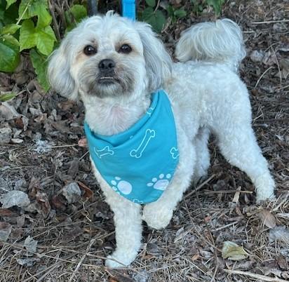 Enlarge FRANKIE, a ADOPTABLE mixed breed in Bell Gardens, CA image 4/6