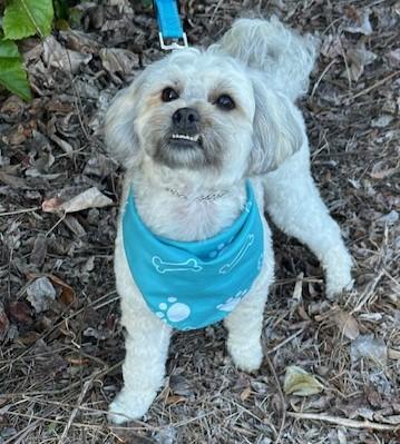 Enlarge FRANKIE, a ADOPTABLE mixed breed in Bell Gardens, CA image 5/6