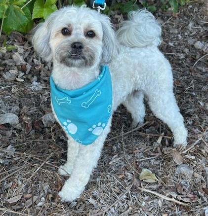 Enlarge FRANKIE, a ADOPTABLE mixed breed in Bell Gardens, CA image 1/6