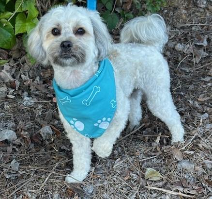 Enlarge FRANKIE, a ADOPTABLE mixed breed in Bell Gardens, CA image 3/6