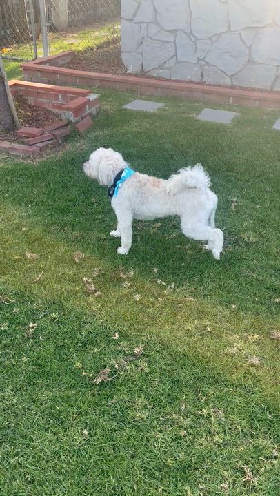 Enlarge FRANKIE, a ADOPTABLE mixed breed in Bell Gardens, CA video 6/6