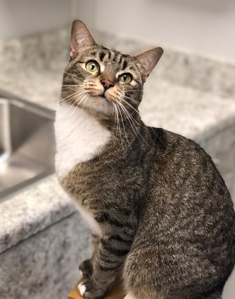 Enlarge CATARINA, a Adoptable mixed breed in New Bern, NC image 1/4