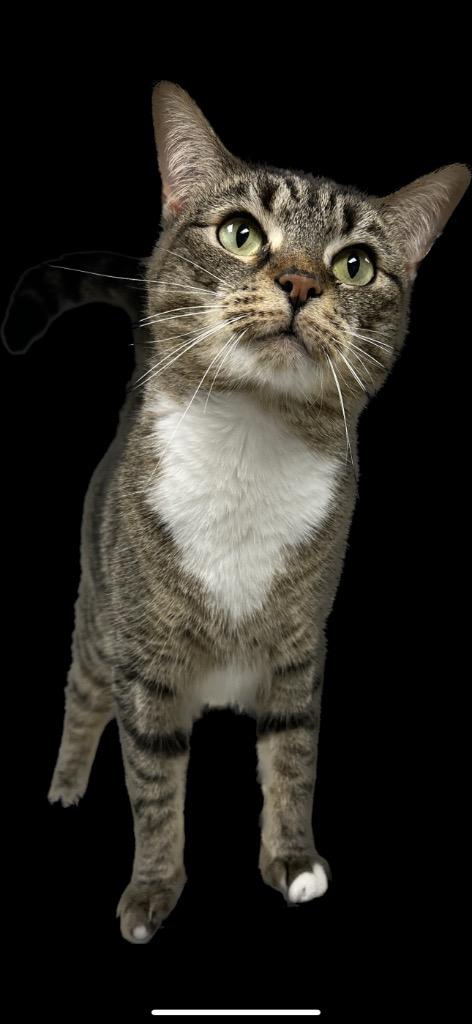Enlarge CATARINA, a Adoptable mixed breed in New Bern, NC image 3/4