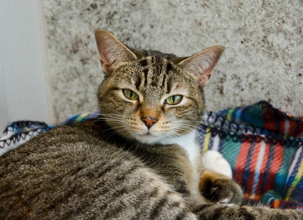 Enlarge CATARINA, a Adoptable mixed breed in New Bern, NC image 4/4