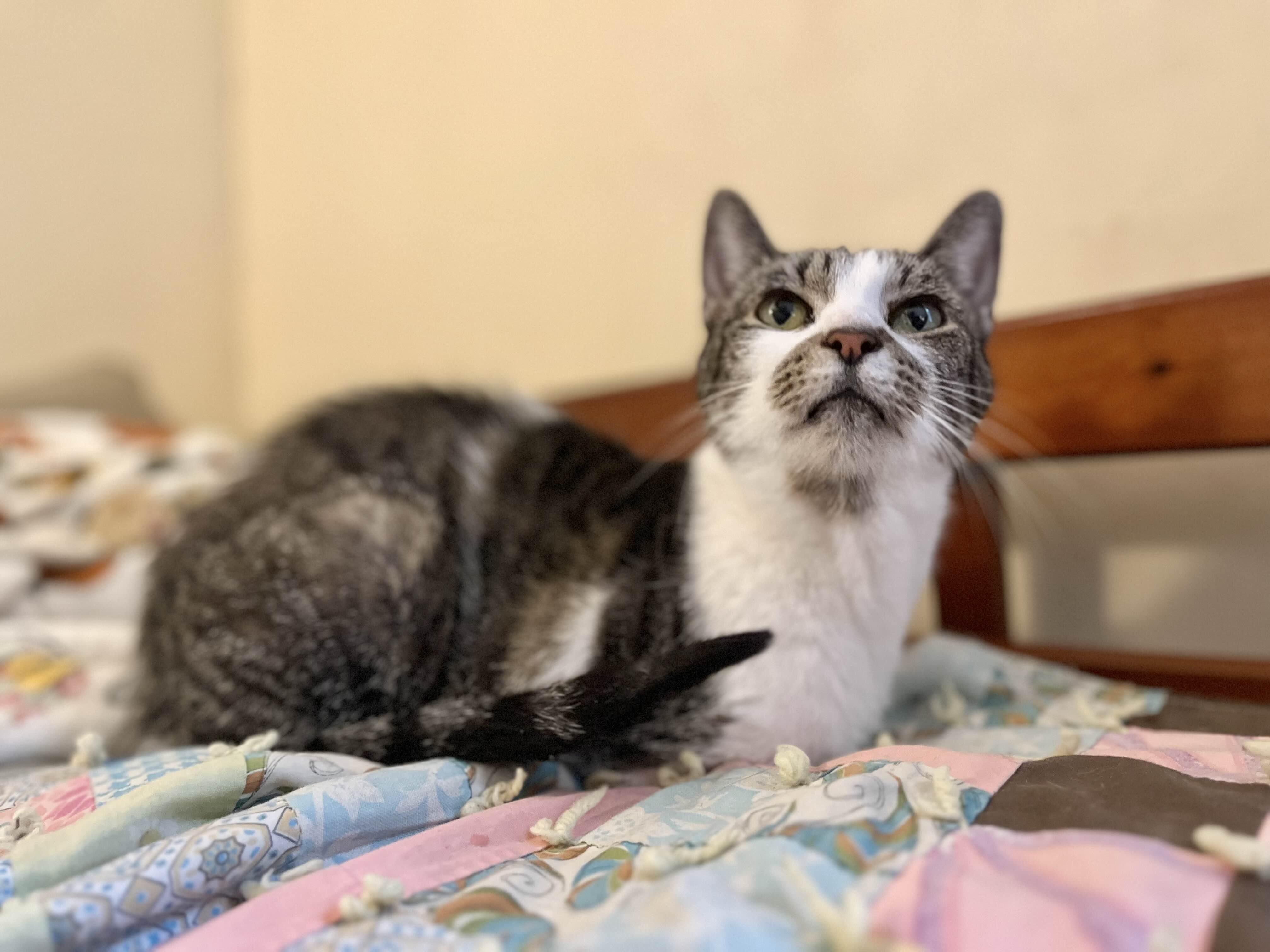 Tigerlily, Adoptable, Senior Female Domestic Short Hair.