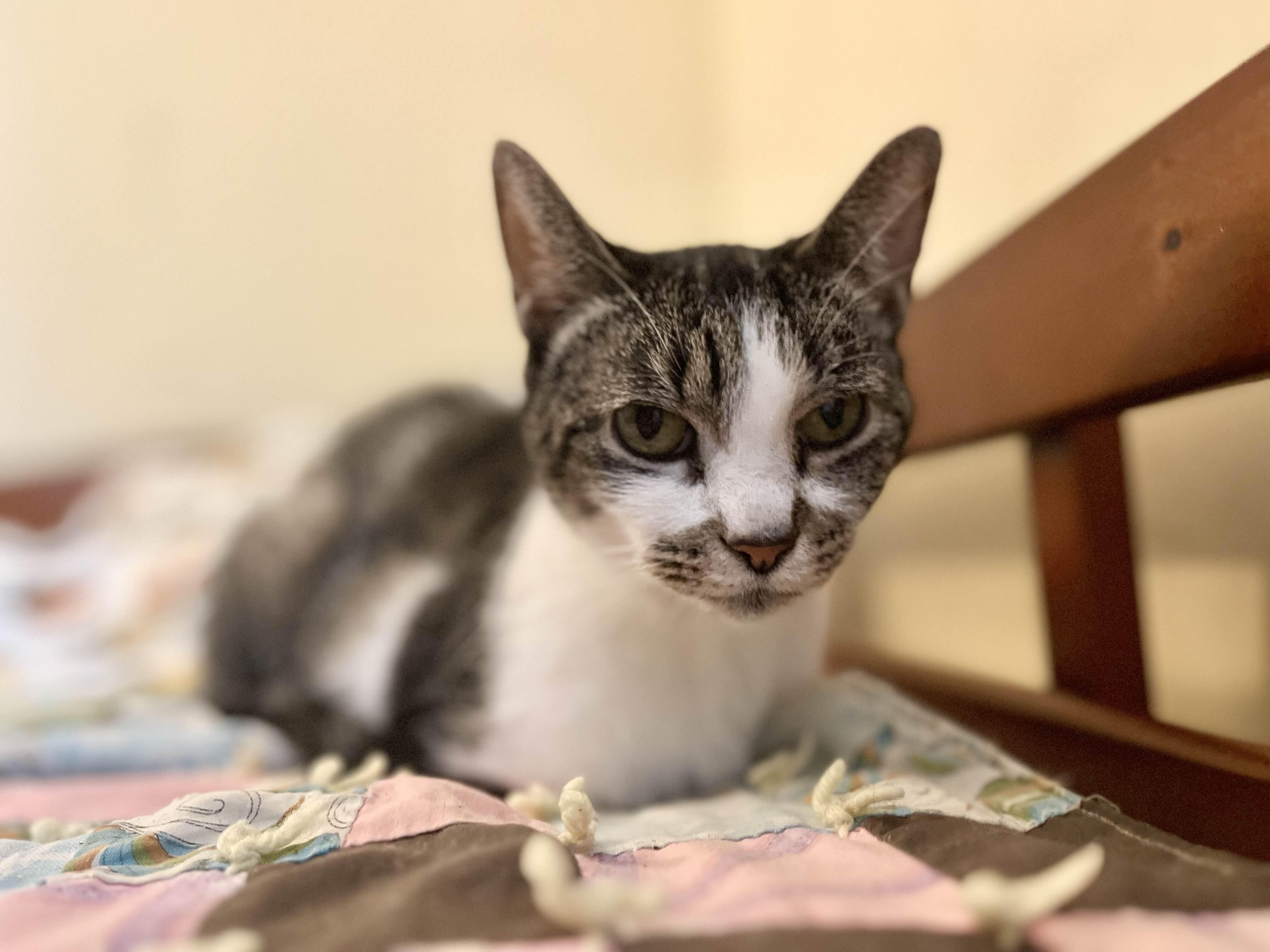 Tigerlily, a Adoptable Domestic Short Hair in Kenosha, WI image 4/4