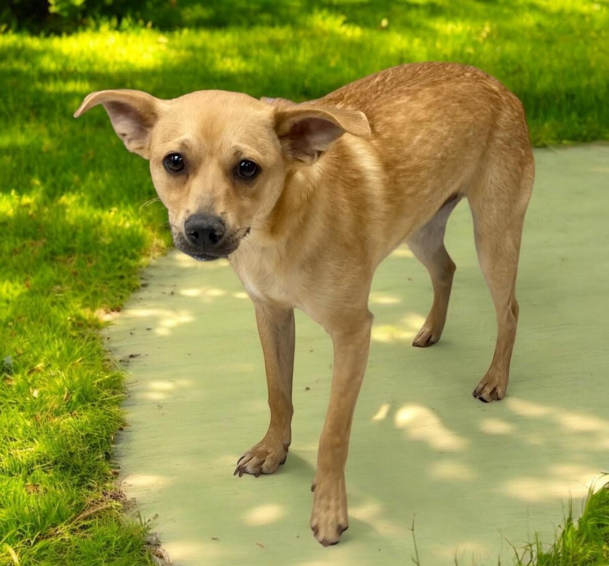 Enlarge Colt, a Adoptable mixed breed in Tucson, AZ image 1/1