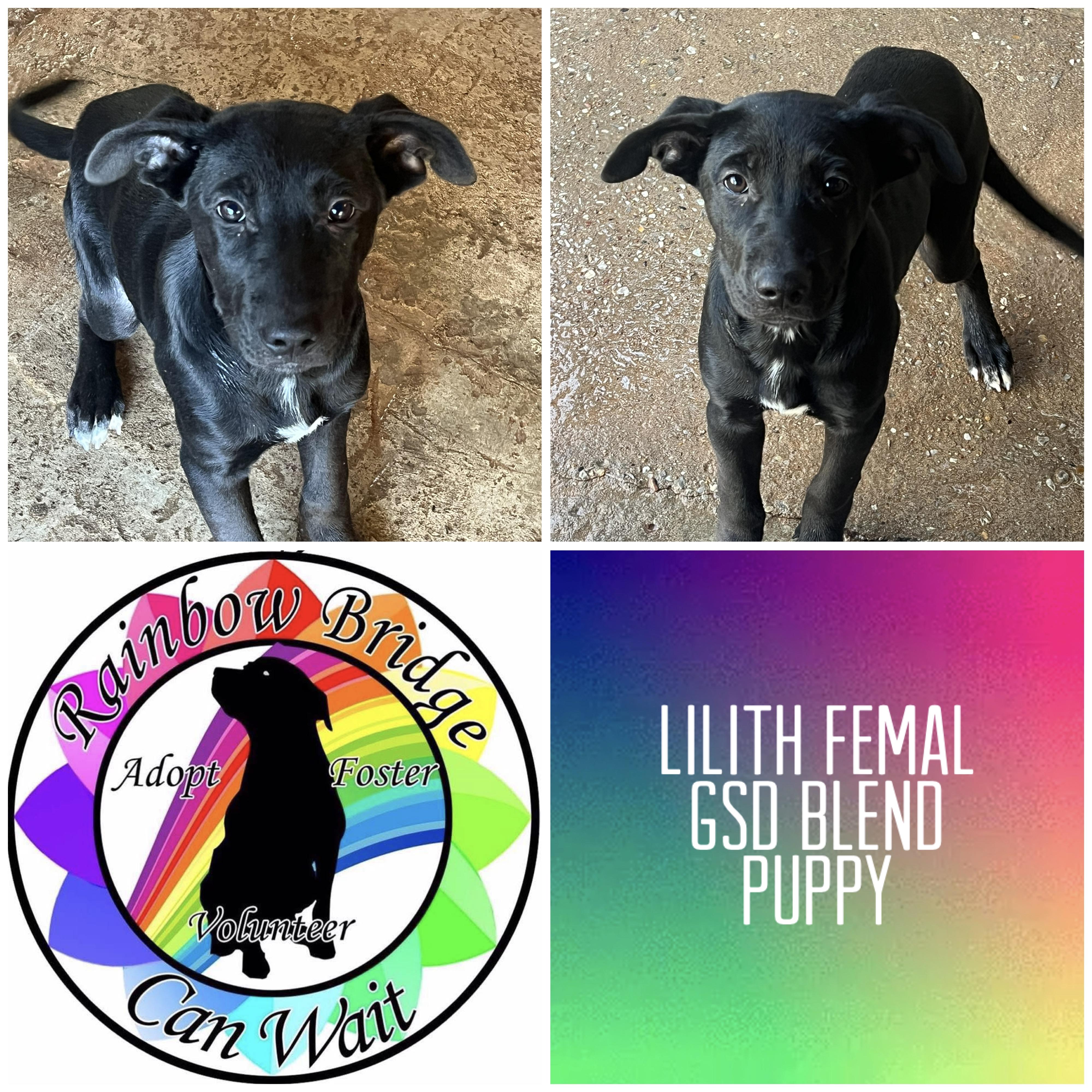 Lilith, Adoptable, Puppy Female German Shepherd Dog & Cane Corso.