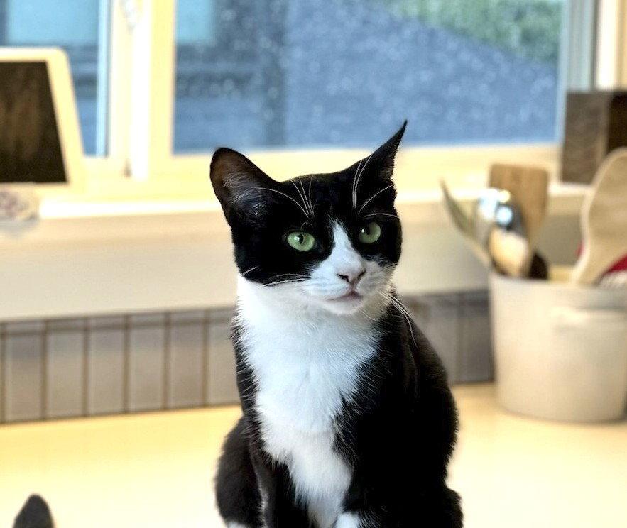 Francesca (bonded with Giovanni), Adopted, Young Female Domestic Short Hair.