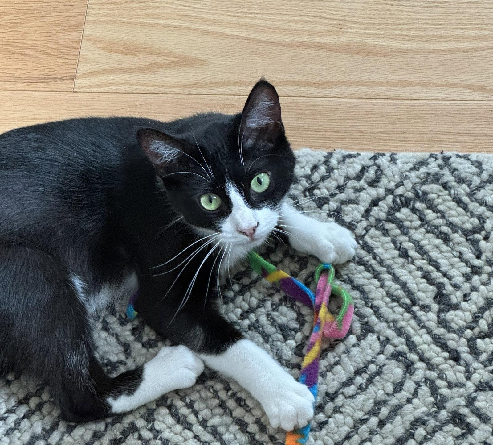 Francesca (bonded with Giovanni), a Adopted Domestic Short Hair in Oakland, CA image 2/3