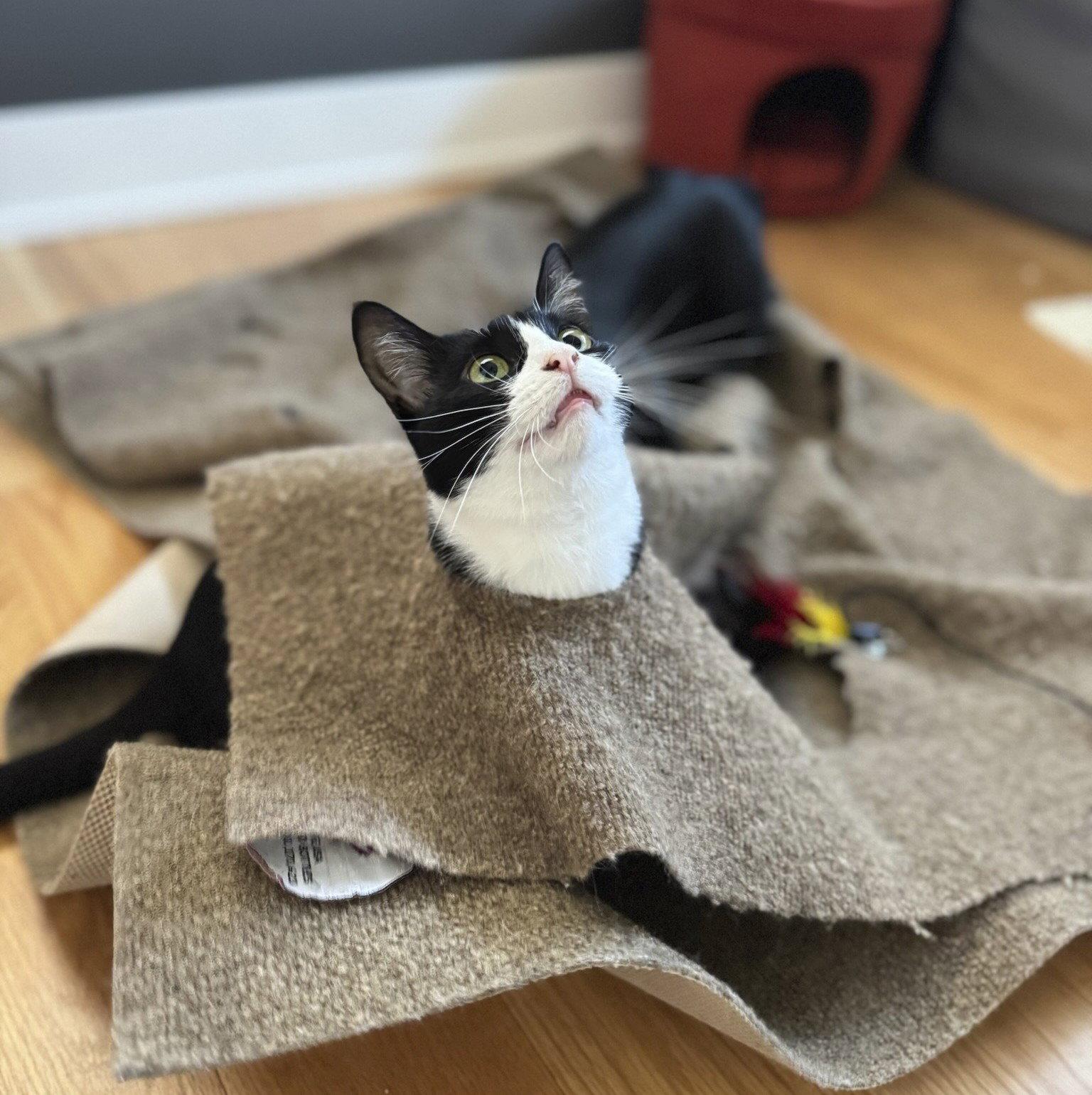 Francesca (bonded with Giovanni), a Adopted Domestic Short Hair in Oakland, CA image 3/3