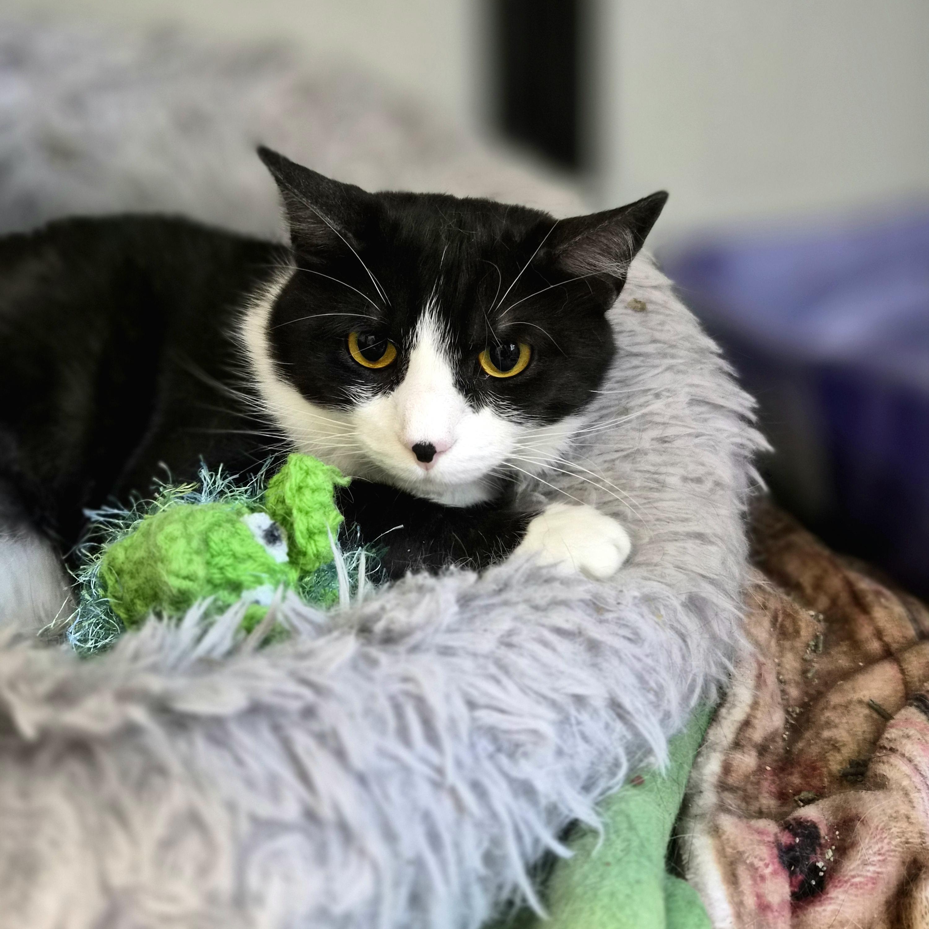Mr. Beaumont , ADOPTABLE, Adult Male Domestic Short Hair.