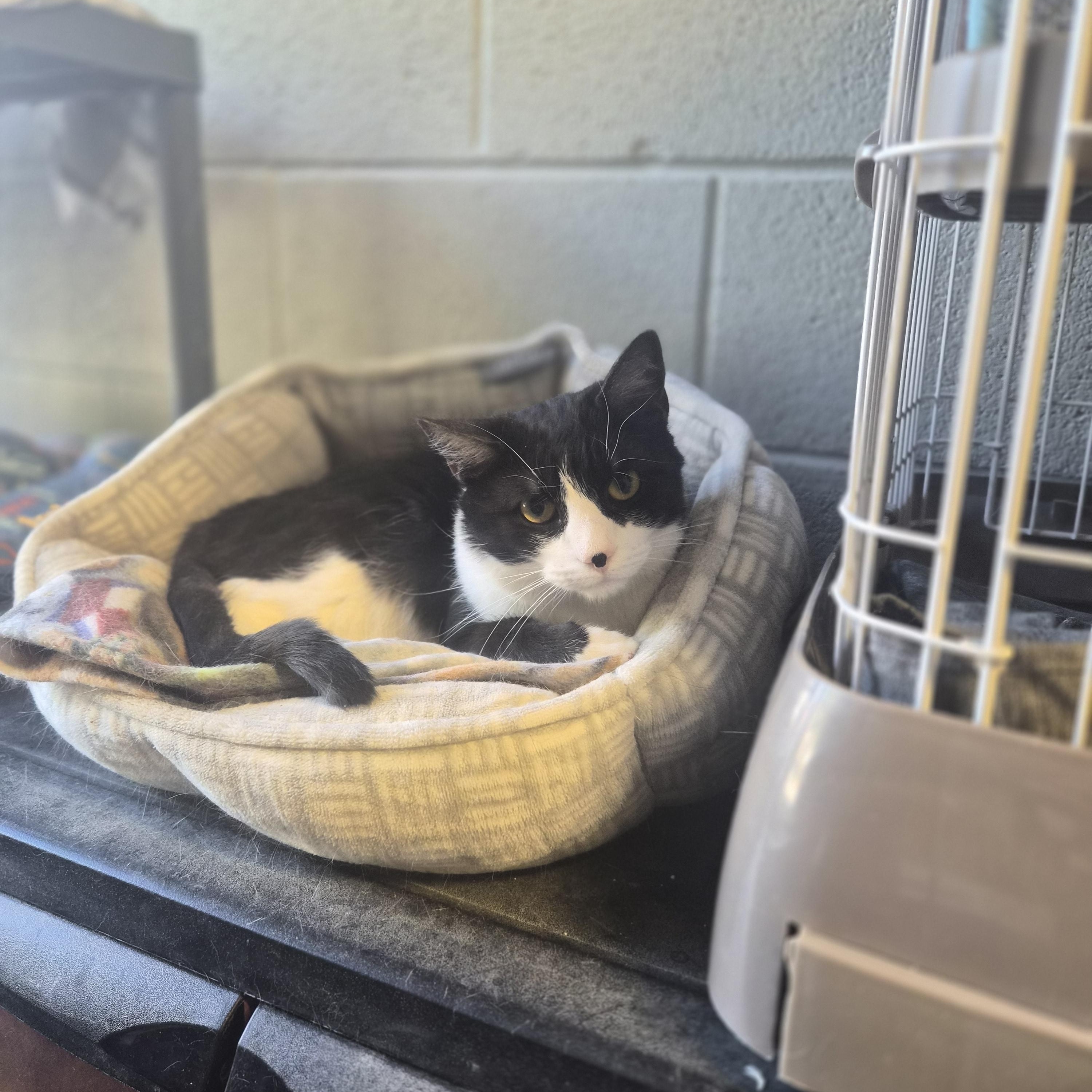 Mr. Beaumont , ADOPTABLE, Adult Male Domestic Short Hair.