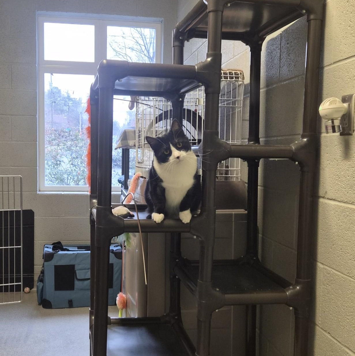 Enlarge Mr. Beaumont , a ADOPTABLE Domestic Short Hair in Cornelius, NC image 2/4