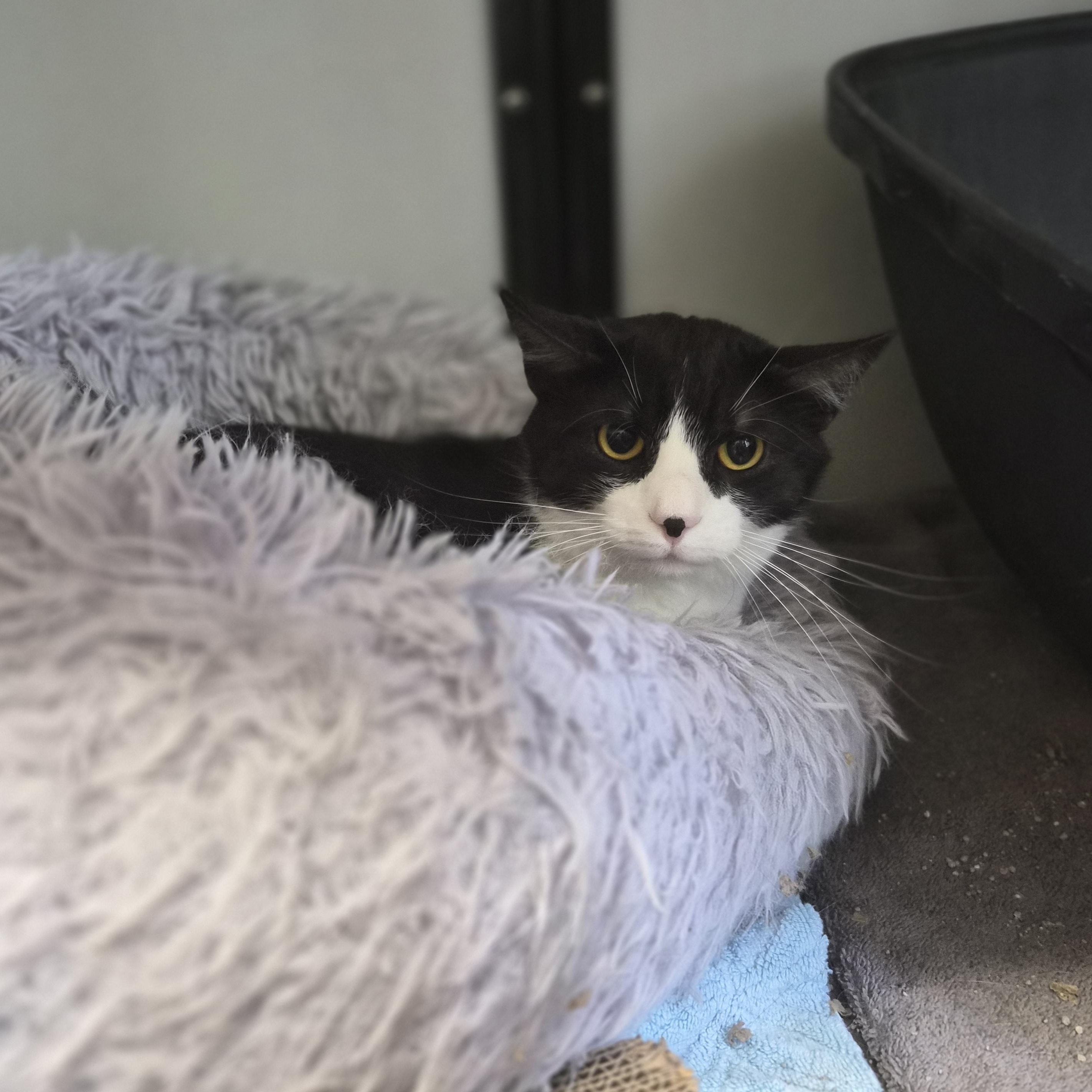 Enlarge Mr. Beaumont , a ADOPTABLE Domestic Short Hair in Cornelius, NC image 1/5