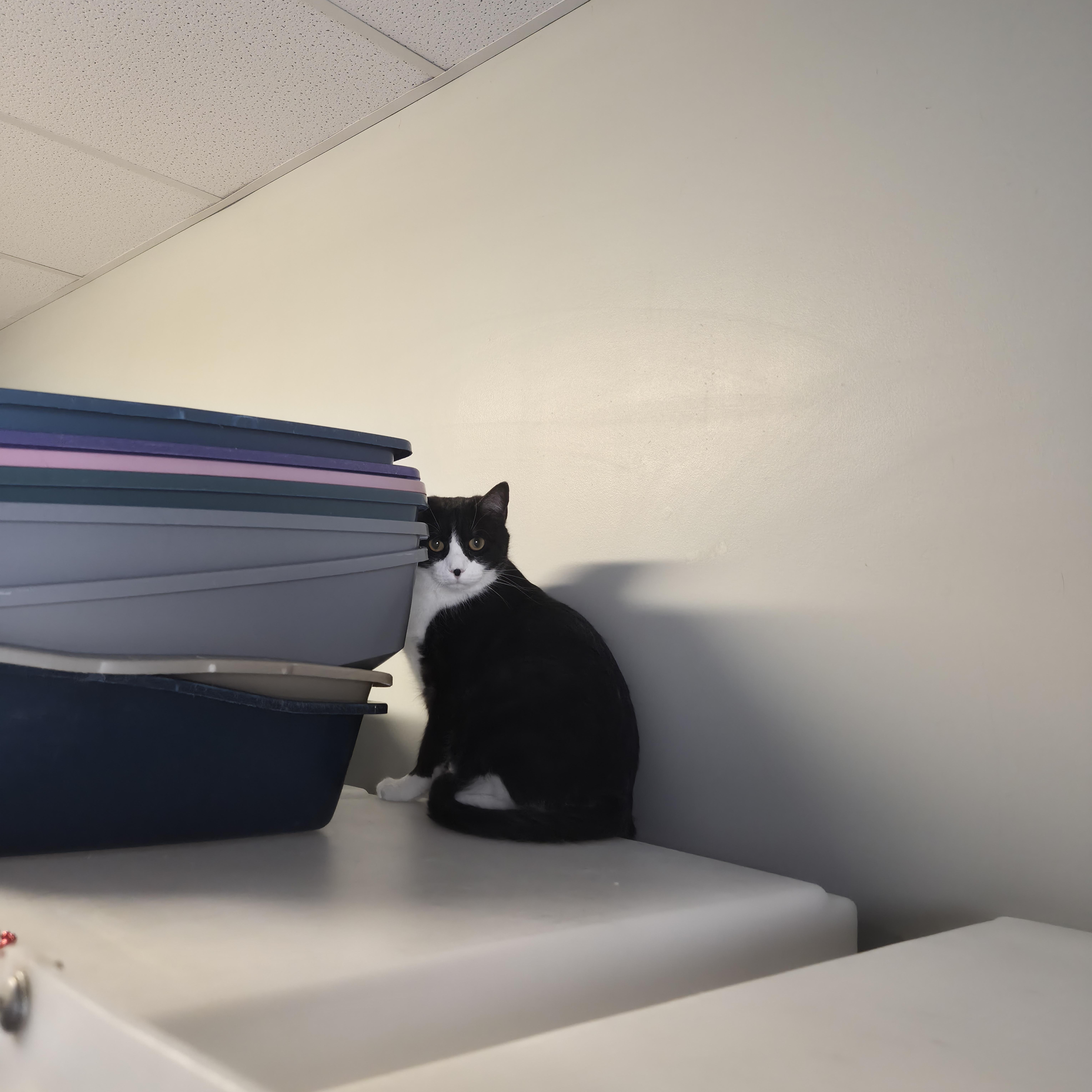 Enlarge Mr. Beaumont , a ADOPTABLE Domestic Short Hair in Cornelius, NC image 4/4