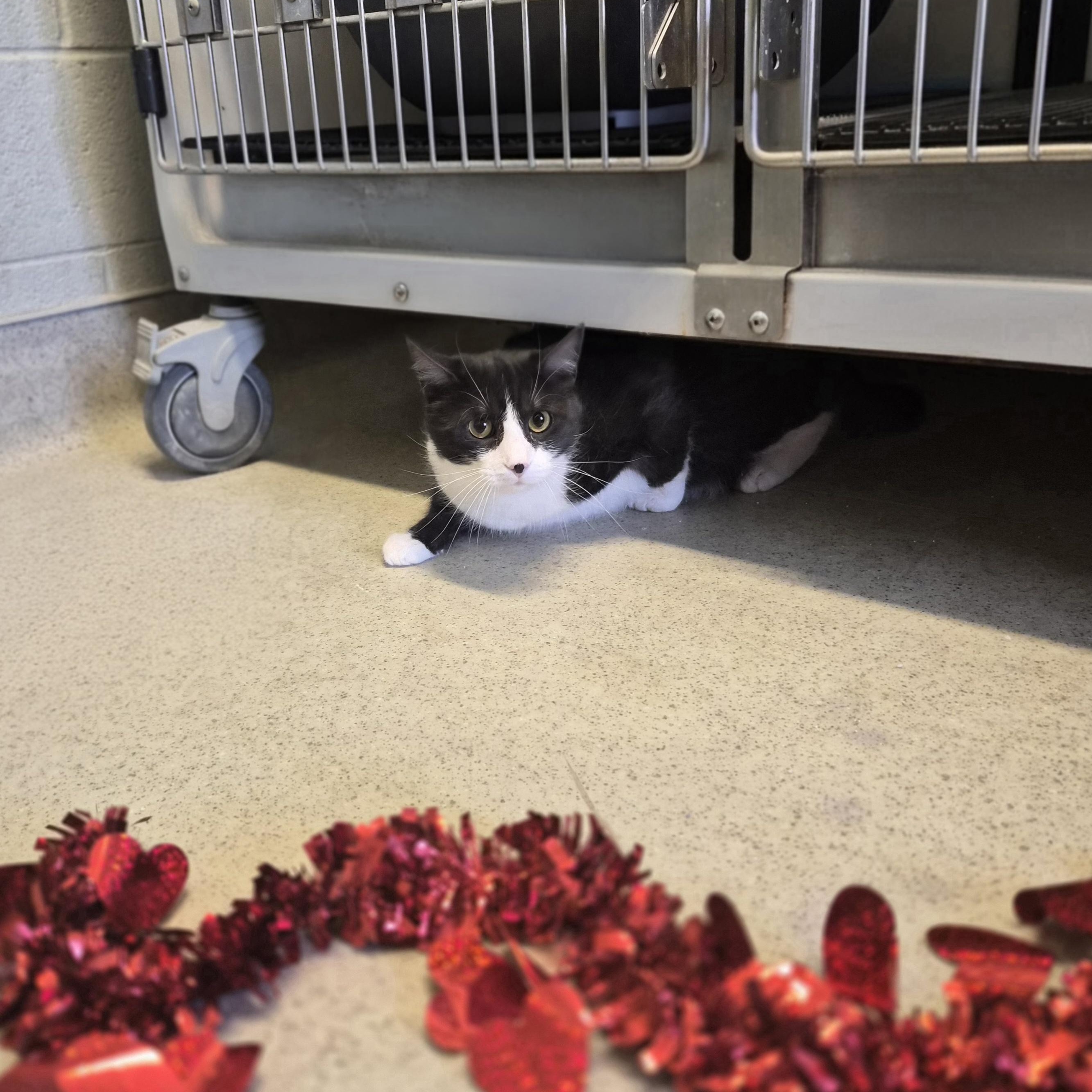 Enlarge Mr. Beaumont , a ADOPTABLE Domestic Short Hair in Cornelius, NC image 3/4