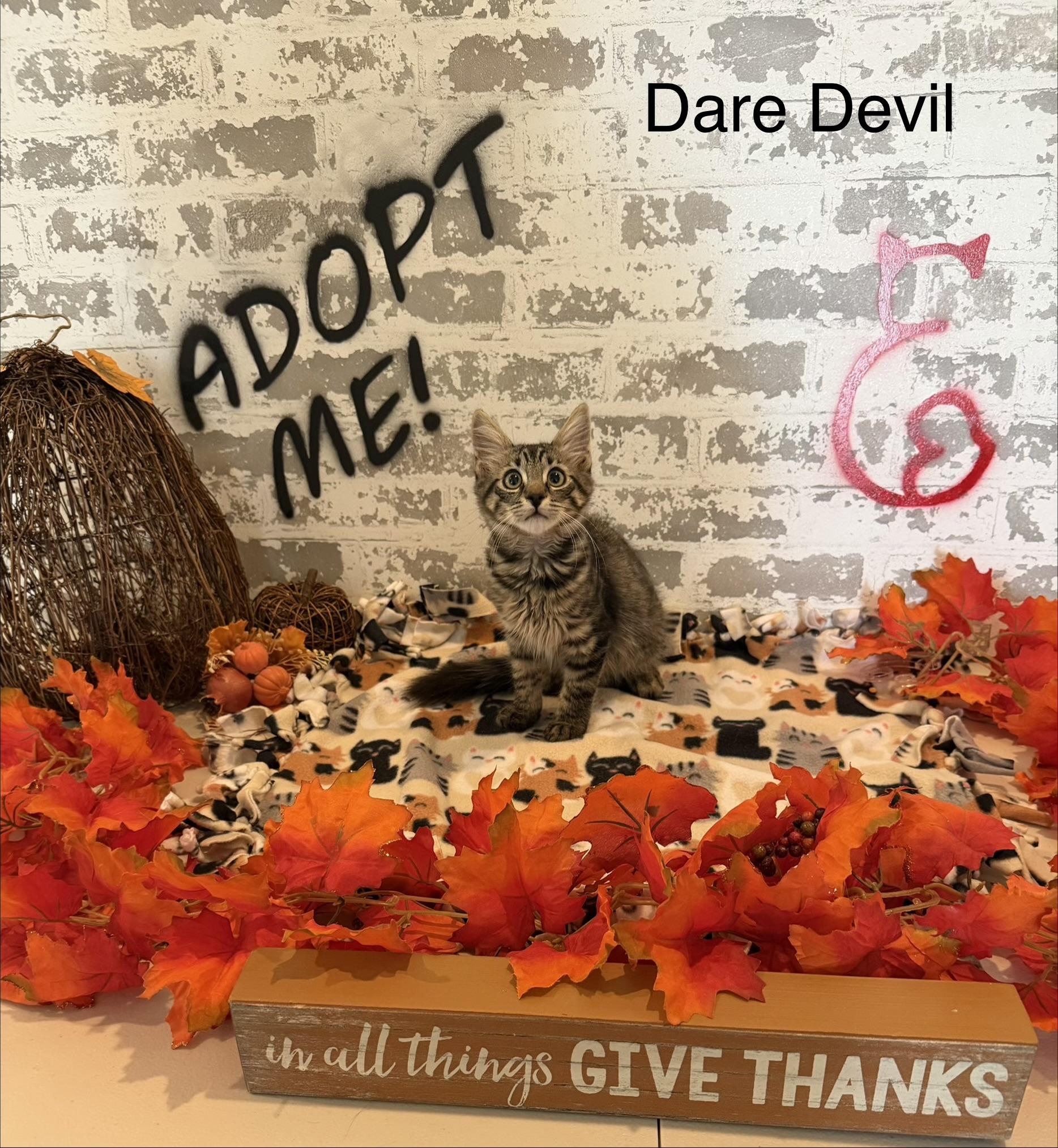 Enlarge Dare Devil, an adoptable Domestic Medium Hair in queen creek, AZ image 2/3