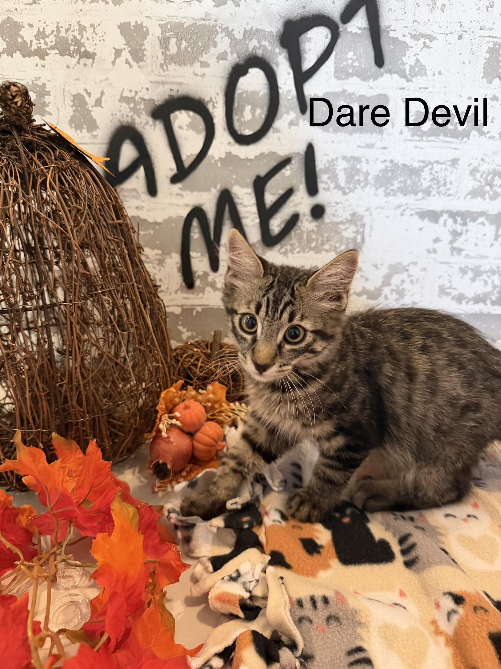 Enlarge Dare Devil, an adoptable Domestic Medium Hair in queen creek, AZ image 3/3