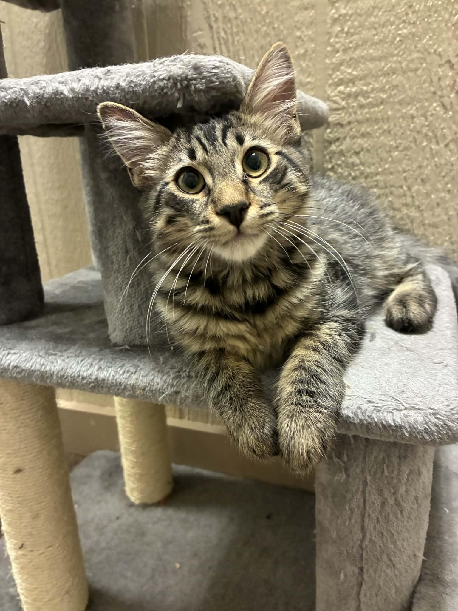 Dare Devil, adoptable, Kitten Male Domestic Medium Hair.