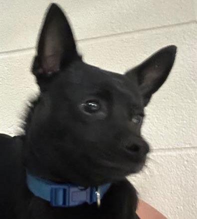 Tot, Adopted, Young Male Chihuahua.