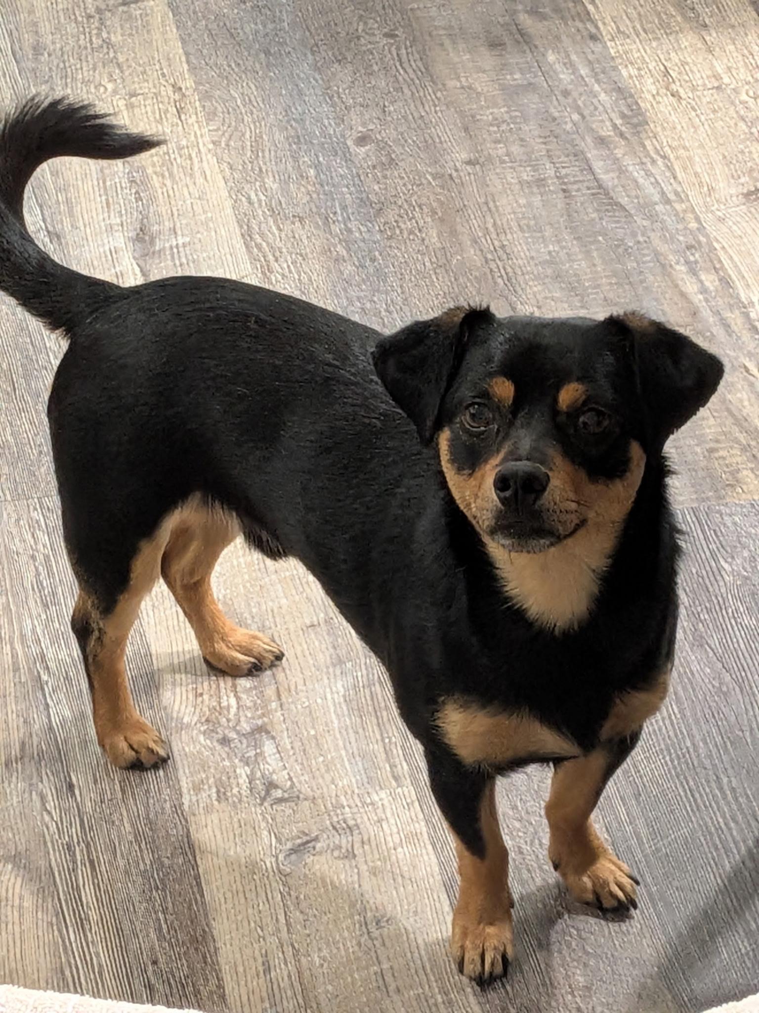 Enlarge Twix, a Adoptable mixed breed in Orange, CA image 1/1