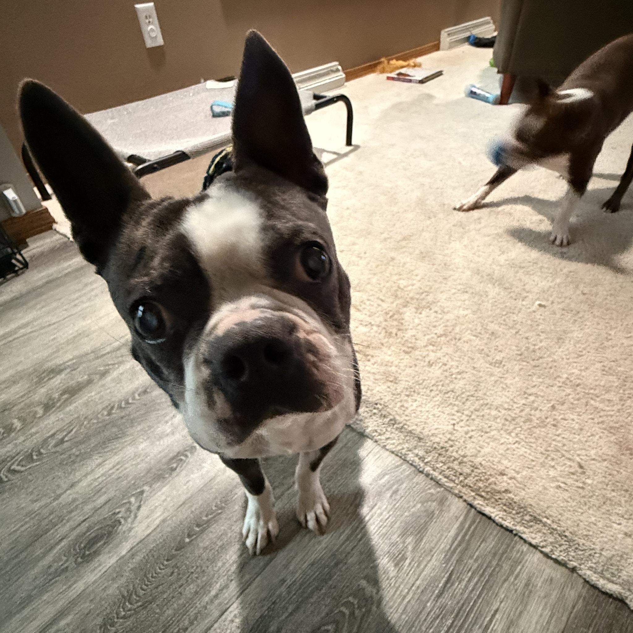Winston, a Adoptable Boston Terrier in Waukesha, WI image 2/6