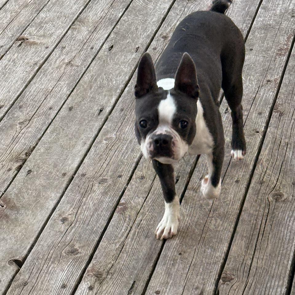 Winston, a Adoptable Boston Terrier in Waukesha, WI image 1/6