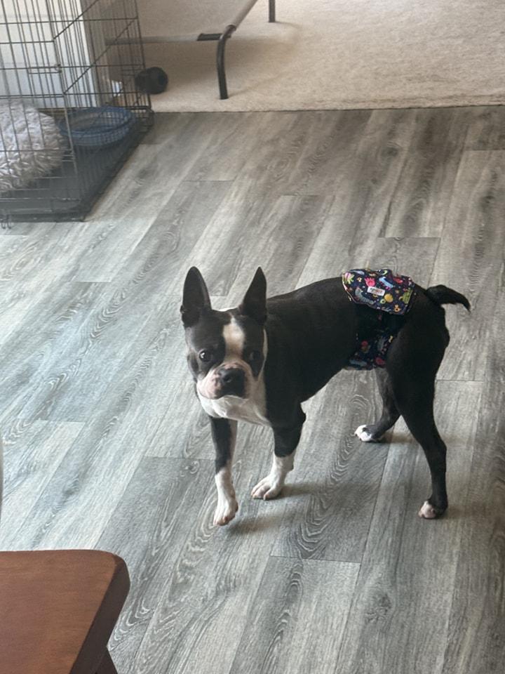 Winston, a Adoptable Boston Terrier in Waukesha, WI image 3/6