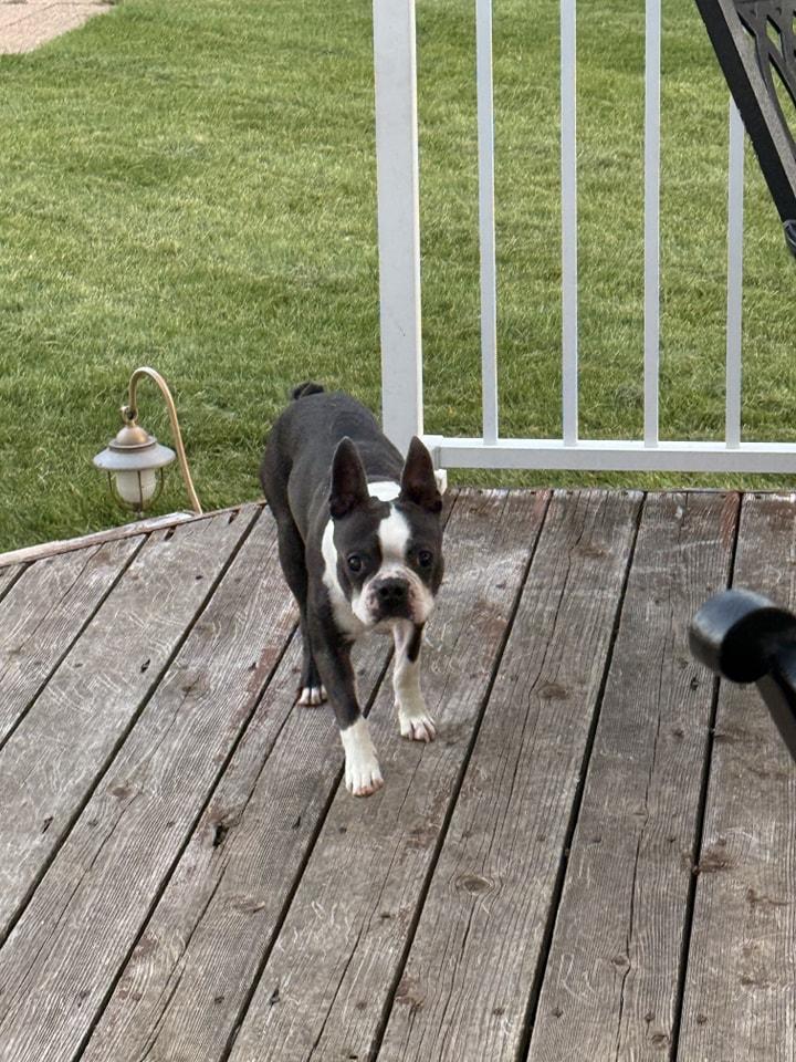 Winston, a Adoptable Boston Terrier in Waukesha, WI image 4/6