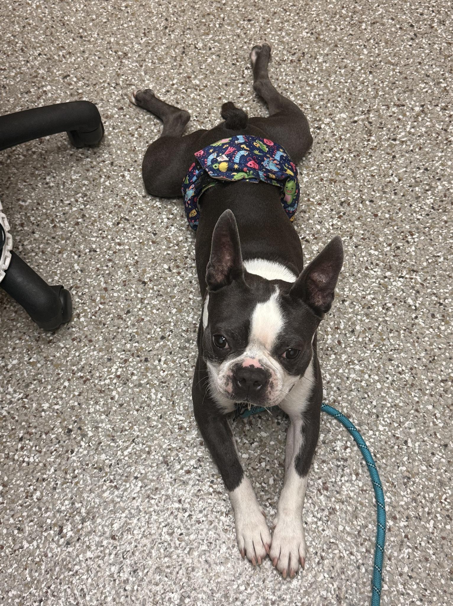 Winston, a Adoptable Boston Terrier in Waukesha, WI image 5/6