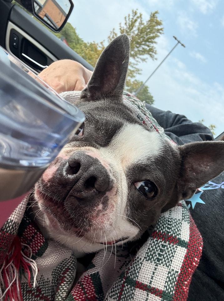 Winston, a Adoptable Boston Terrier in Waukesha, WI image 6/6