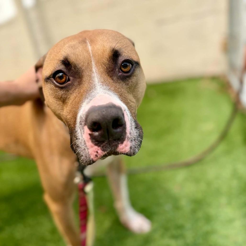 Frankie 16, a Adoptable Mixed Breed in Savannah, GA image 3/6