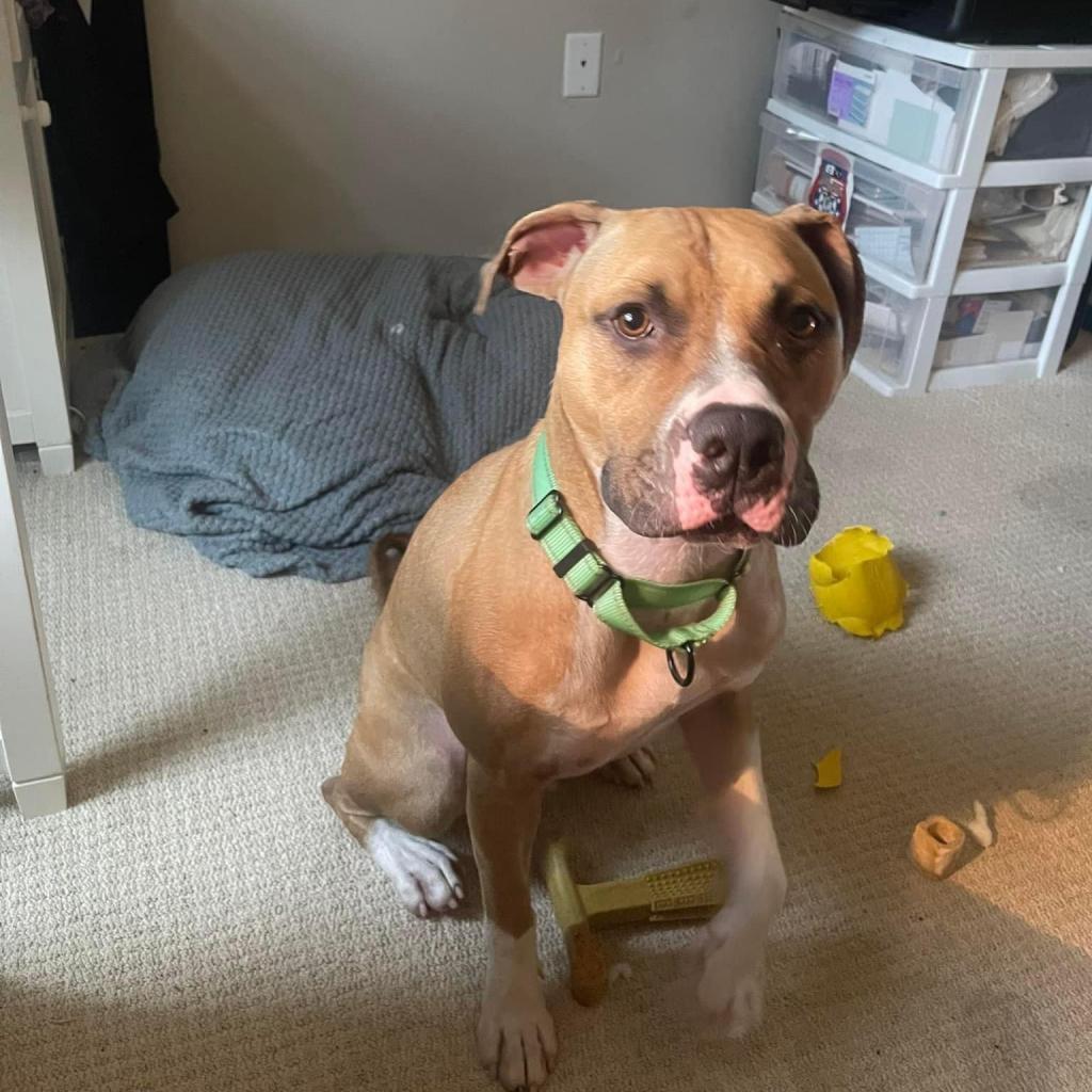 Enlarge Frankie 16, a Adoptable Mixed Breed in Savannah, GA image 5/6