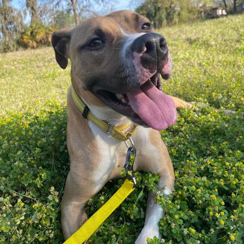 Enlarge Frankie 16, a Adoptable Mixed Breed in Savannah, GA image 6/6